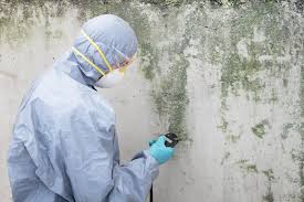 Best Mold Damage Restoration  in Claude, TX